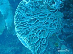 Mirip Lukisan Picasso Tapi di Bawah Laut, Ini Taman Laut Gorontalo