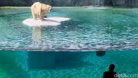 Bertemu Beruang Kutub di Singapore Zoo