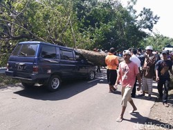 Pohon Tumbang Timpa Mobil di Jalur Wisata Bromo