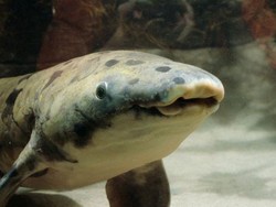 Ikan Australia Berusia 90 Tahunan Mati di Chicago