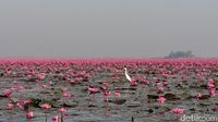 Aneh, Danau di Thailand Ini Warnanya Pink