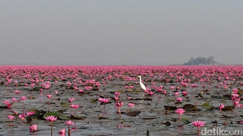 Foto: Danau pink di Thailand (Masaul/detikTravel)