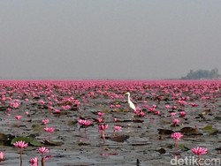 Danau Paling Aneh di Dunia, Warnanya Pink dari Bunga Teratai