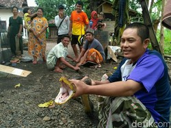 Jangan Remehkan Gigitan Ular Kecil