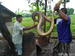Akbar Dimakan Piton, Polisi Imbau Warga Tak ke Kebun Sendirian