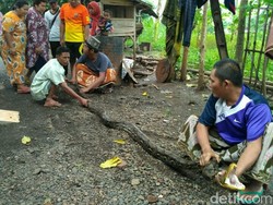 Ular Piton Pemangsa Ternak Warga Situbondo Ditangkap
