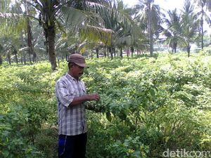Cabai Mahal Padahal Barangnya Ada, Kementan: Ini Aneh