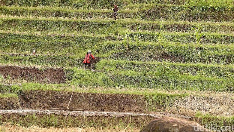 Ini Penyebab Kontribusi Pertanian ke Ekonomi RI Masih Rendah