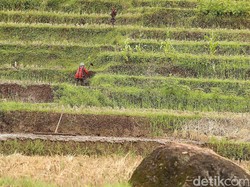 Ini Penyebab Kontribusi Pertanian ke Ekonomi RI Masih Rendah