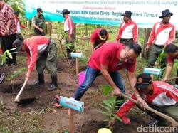 Cegah Banjir dan Longsor di Lereng Wilis, Pemkab Kediri Tanam Bambu