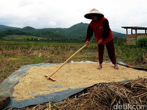 Melihat Aktifitas Petani Garut