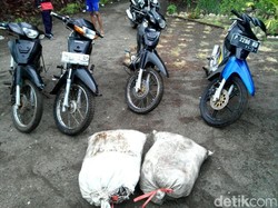 Pencurian Getah Karet di Jember Digagalkan, 20 Pelaku Kabur