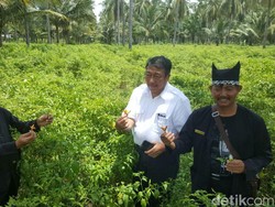 Kementan Bantu Perluasan Lahan Cabai 150 Hektar di Banyuwangi