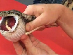 Ular ini Harus Diurut Untuk Muntahkan Bola Tenis yang Ditelannya