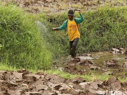 Mayoritas Petani RI Berusia 45-54 Tahun dan Tamatan SD