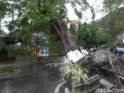 Hujan dan Angin Kencang Tumbangkan Pohon Besar di Yogyakarta