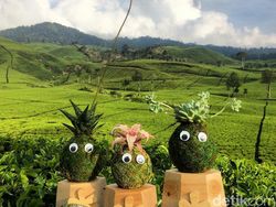 Bisnis Boneka Lumut, Pria Ini Raup Omzet Hingga Rp 50 Juta/Bulan
