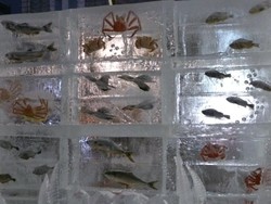 Gunakan Ikan Beku, Festival Es di Jepang Dikecam