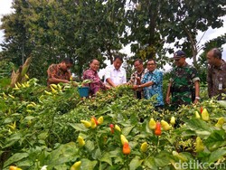 Cabai Rawit dari Tuban akan Dipasok ke Jabodetabek