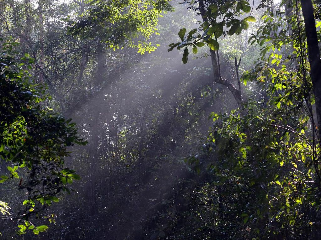 Informasi Kabur Deforestasi Indonesia
