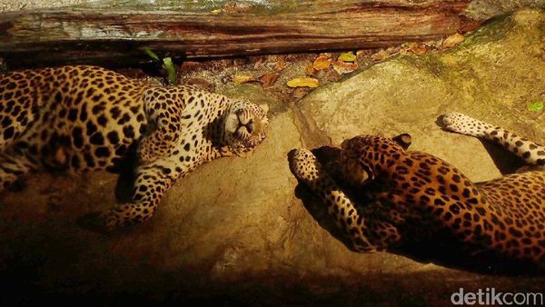 Inilah Night Safari Pertama di Dunia