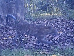 Nyaris Punah, 4 Ekor Macan Tutul Jawa Terekam Kamera di Cikepuh