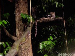 Safari Malam di Singapura, Ngeri-ngeri Seru!