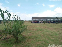 Kebun Sawit Kosong di Sumut akan Disulap Jadi Lahan Jagung