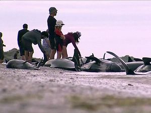 Kasihan, Puluhan Paus Terdampar di Teluk Selandia Baru