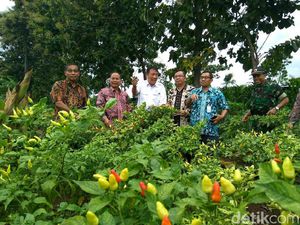 Berapa Harga Ideal Cabai Rawit di Petani? Kementan: Rp 30.000/Kg