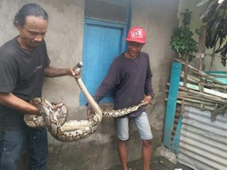 Ular 4 Meter Ditemukan Warga di Bulak Cumpat