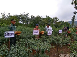 Petani Akui Harga Jual Cabai Ditentukan Pengepul