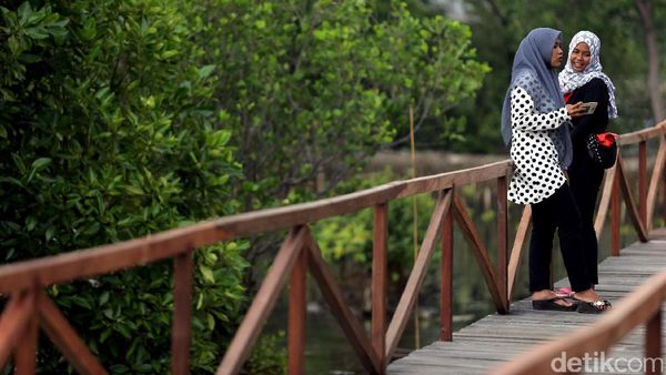 Wisata Hutan Mangrove Pal Jaya