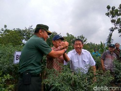 Pemerintah Panen Cabai Merah Keriting di Magetan