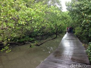 Timbun Hutan Mangrove, Anggota DPRD Badung Diperiksa Polda Bali