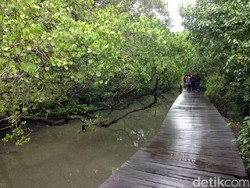 Timbun Hutan Mangrove, Anggota DPRD Badung Diperiksa Polda Bali