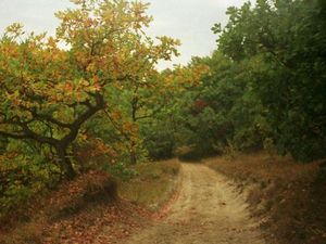 Hutan Berhantu di Eropa yang Konon Punya Gerbang ke Dunia Lain