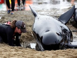Ratusan Paus di Selandia Baru Kembali ke Laut karena Air Pasang