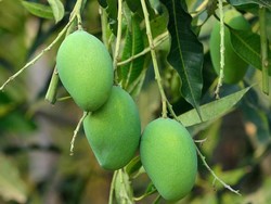 Peneliti China Tanam Mangga di Luar Angkasa