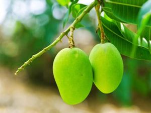 10 Manfaat Daun Mangga untuk Kesehatan dan Cara Konsumsinya