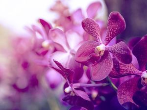 Macam Gerak pada Tumbuhan, Apa Saja?