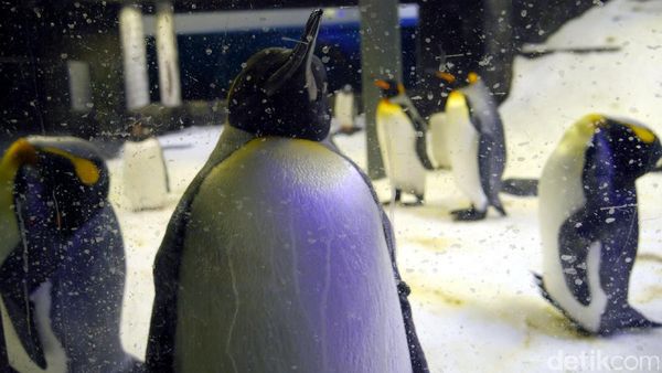 Jumpa Penguin-Penguin Lucu di SEA LIFE Sydney