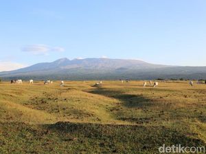 Potret Doro Ncanga, Tempat Ribuan Ternak Bebas Berkeliaran di Tambora