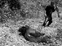Cara COP Dokumentasikan Pemutilasi Orangutan