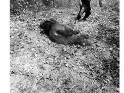 Orangutan Dibantai di Kalteng, Komisi IV Dorong Pembentukan Satgas