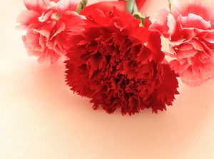 Selain Mawar, 4 Bunga Ini Bisa Jadi Opsi Hadiah Valentine Selain Mawar, 4 Bunga Ini Bisa Jadi Opsi Hadiah Valentine