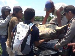 Polisi Gagalkan Perdagangan 400 Kg Daging Penyu di Kuta