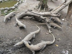 KBS Hadirkan Feeding Time Komodo di Hari Libur Pilkada Serentak