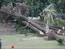 Mengapa Pohon-pohon di Singapura Bertumbangan?