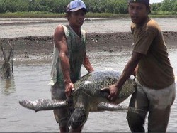 Penampakan Penyu Hijau Berukuran Besar Kejutkan Nelayan